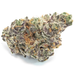 Dolato Strain